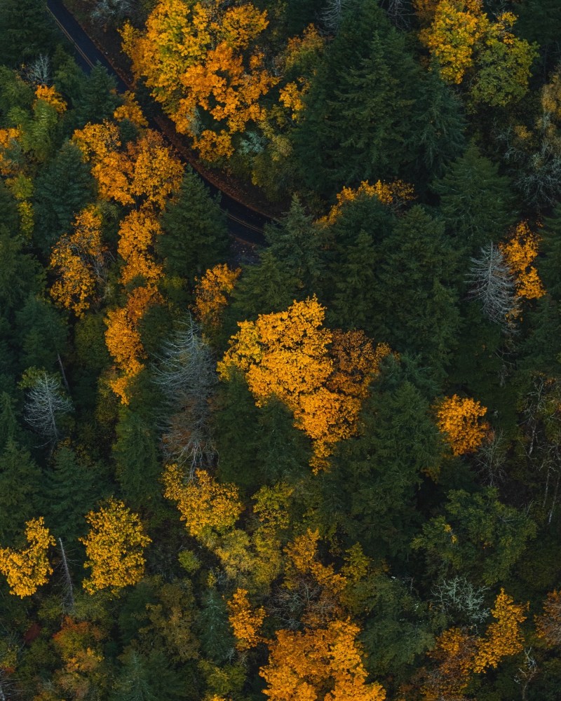 Fall foliage in the Columbia River Gorge